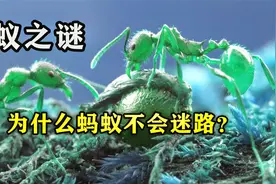 蚂蚁之谜：为什么蚂蚁从来不会迷路，它们依靠什么辨认方向？