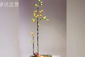 6个不同品种的文人盆景，造型灵动俊秀雅致素淡，令人赏心悦目！视频封面