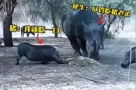 非洲最强壮的犀牛，毁了野猪王，一击当场毙命视频封面