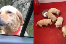 湖南一女子拜年路上寻回遗失一年金毛犬，偶遇瞬间让人破防！视频封面