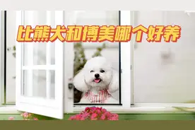 比熊犬和博美哪个好养？视频封面