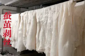 蚕茧剥丝你见过吗？盐城小伙带你见识蚕茧剥丝全过程！又涨见识了