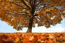 园丁，崇高的称号，祝您桃李满天下，春晖遍四方视频封面