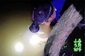 小易钓甲鱼：下钩3小时后，树桩底下有动静，摸上来看看有多大？视频封面