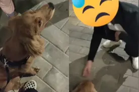 主人遛狗遇到醉汉骚扰，报警等待结果一人一狗玩在一起，主人懵圈视频封面