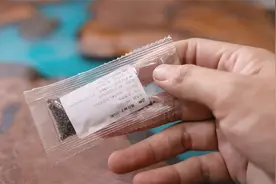 阳台可以种薄荷吗？园艺师教你，撒点薄荷种子，就能种出薄荷盆栽视频封面