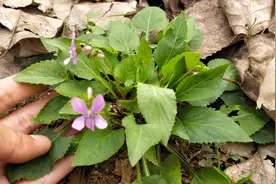 路边不起眼的“犁头草”，小植物大用途，它的妙用很厉害哦？