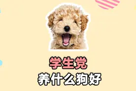 适合学生党养的4种狗，泰迪排第2！