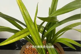 兰花的常见病及防治方法视频封面