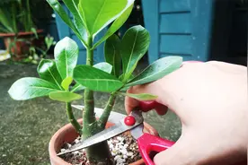 给沙漠玫瑰这样剪一刀，分枝多，开花更多视频封面