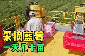 蓝莓树的种植和收获，酸甜可口的果实真美味视频封面