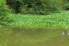 野钓能碰到这种钓位实属难得，罗非相当大哦！连钓三天都不腻。