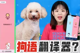 狗狗竟然会说话？挑战用狗语翻译器和狗狗对话，真的能听懂吗？