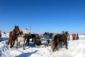 8匹马拉着2000米长的渔网，零下20度冰面捕鱼，这捕鱼方式见过吗视频封面