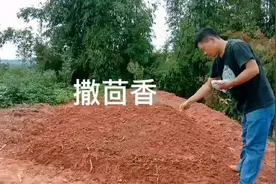 播种的时间到了，把茴香种子播下土，过几天就有茴香吃了视频封面