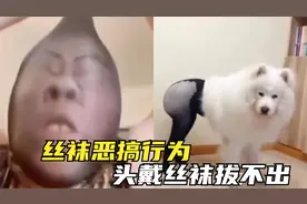 盘点全网丝袜恶搞迷惑行为：头戴丝袜拔不出来，原谅我笑出鹅叫声视频封面