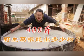 用400斤野生葛根做橘酿葛根粉，历时7天，看看能出多少粉？