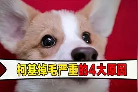 柯基掉毛太严重，这4个原因，主人了解一下！视频封面