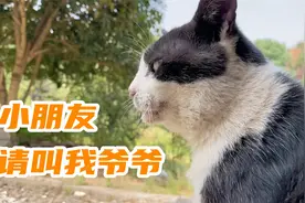 在座的恐怕得叫它一声爷爷了，老猫咪22岁了，不聋不瞎脾气还大！视频封面