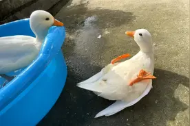 柯尔鸭仰地上起不来，滑脚掌求救