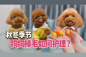 秋冬季节狗狗掉毛如何护理？细心的铲屎官这样做！