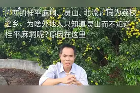 广西的桂平麻垌、灵山、北流，同为荔枝之乡为啥外地人只知道灵山视频封面