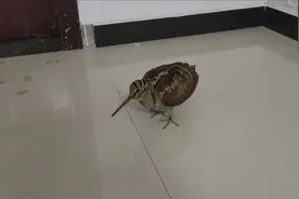 “鹬蚌相争”的鹬长什么样？安徽市民将伤鸟送消防，二级保护动物视频封面