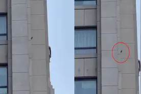 业主每天早上五点被怪声吵醒，抓到“真凶”后懵了：啄木鸟在凿墙视频封面