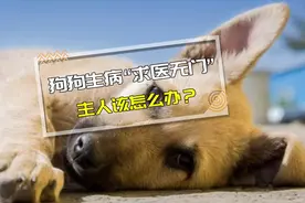 【医知宠】疫情期间狗狗生病“求医无门”？，医生教你应对方法