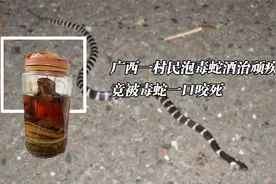 广西一村民泡毒蛇酒治顽疾，竟被毒蛇一口咬死？偏方不可信？视频封面