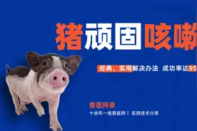 猪大声咳嗽，离猪场200米都能听到，教你一个不反弹的解决办法视频封面
