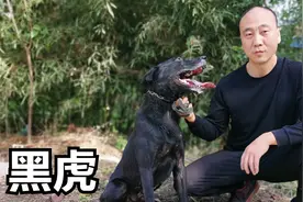 马犬和拉布拉多杂交猛犬有啥本领？农村小伙：比马犬性格还硬