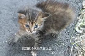 严重口炎，皮肤病的流浪猫，满是戒备，小哥：希望能治好你视频封面