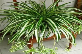 家里这几个地方，切记不要摆放吊兰了，有讲究！记得回家搬走视频封面