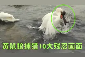 黄鼠狼10大捕猎小动物名场面盘点，最终黄鼠狼还是被猫制服了！