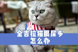 金吉拉猫眼屎多怎么办？4个妙招分享视频封面