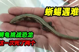 一天之内死了两个宠物，鳄龟郁闷怒撕虎纹龙，这波损失相当惨重视频封面
