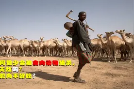骆驼为何很少被食肉动物捕杀，它没有天敌吗？还是骆驼肉不好吃？视频封面