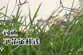 传统钓用几号线比较合适？选择不当断线跑鱼，又花冤枉钱视频封面