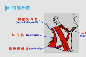 人体解刨学：颈部的解剖—5.1颈部浅层的解剖视频封面