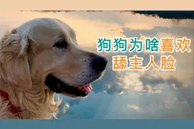 狗狗为啥喜欢舔主人脸