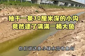 一条30厘米深的小河沟被抽干了，竟然逮了满满一桶大鱼，真稀奇视频封面
