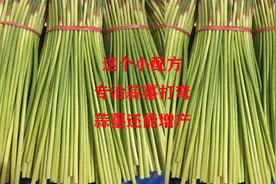 这个小配方，专治蒜薹打弯，还能让蒜薹增产30%以上