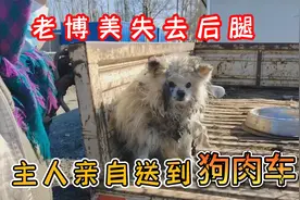 老博美失去后腿，主人亲自送上狗肉车，毛孩听话的让人心疼！视频封面