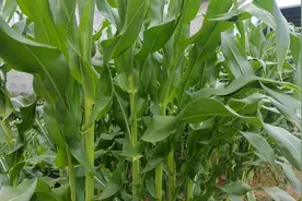 玉米要想高产，叶片这里割掉它，后期玉米棒大不倒伏还没病害视频封面