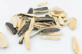 吃完的瓜子皮别着急扔，留在家里特别值钱，分分钟变废为宝视频封面