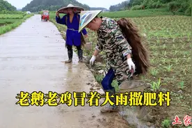 小木小凤不在家，老鹅老鸡挑起家里的重担，俩兄弟冒着大雨去干活视频封面