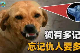 狗能够有多记仇？长沙一黄狗因被诊所绝育，长期到店门口“骂街”视频封面
