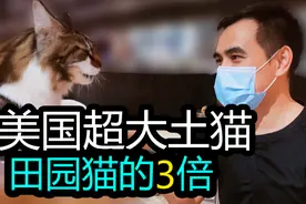 同样是土猫 出生在美国缅因 体型比国产土猫大了3-5倍 你喜欢哪个视频封面