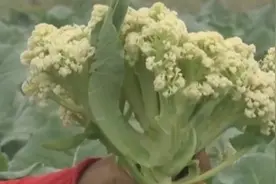 农博：青梗花椰菜含大量纤维素，口味脆甜清香，吃起来香甜有嚼头视频封面
